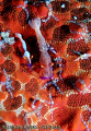 2 shrimps on a seastar, Nha Trang, Vietnam