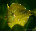 Pygmy leatherjacket saying peek-a-boo