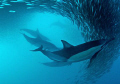Common dolphin swimming through sardine shoal.