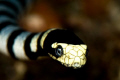 welcoming committee - sea snake taken on my very first dive in the Philippines.