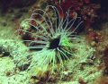 Biohazardus Cerianthus membranacheus