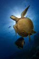 Hawksbill turtle and a batfish. 
Sipadan Island/ South point