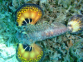 Scorpion fish , this kind of predators comoflage themselves in seagrass beds , among corals , their hidden beauty can be seen only when jump or frightend ( by spreading their wings and tail ) .