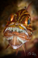 Tiger Cardinal Fish with eggs