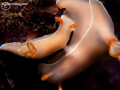 Mating Nudi's.  Found in Anilao.  Big Nudi's couldn't quite fit the frame with 2x Inon UCL165 closeup lenses (may have been 1 only for this shot, I am forgetting)!  Dual sea and sea strobes.