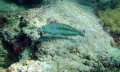 Fish on the Inside Reef at Lauderdale by the Sea