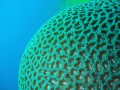 Brain Coral