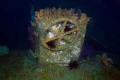what ls left of the wheel house inchscape 2