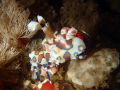 Harlequin Shrimp