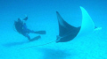 A photograph of a photographer in turn photographing a manta ray