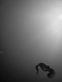 Swimming Seahorse, Under the Sun. Taken in Redang with Canon Ixus750.