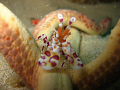 Dinner time !  Harlequin Shrimp  Oahu