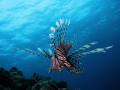 Lionfish off Bolo Point in Okinawa using a Canon S3 IS with an Ikelite housing and strobe.