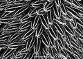 Landscape study of a shoal of feeding Catfish. Taken with D200 and 60mm lens.