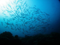 School of fish off Okinawa.