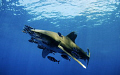 Carcharhinus Longimanus. Daedalus reef.
