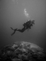 I thought the coral background made for nice composition...
