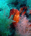 Seahorse strike a pose during our dive in Octopus Rock, Musandam Oman