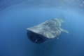 Whale shark near Cancún Q.roo. Trip with 