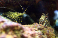 A qurrious blenny examines a small cleaner shrimp. I bet it is thinking ... Can i fit it in my mouth?