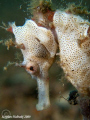 White Sea Horse in Anilao. Canon G10, Dual Inon UCL165 lenses, dual Sea and sea strobes