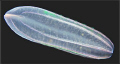 Jelly fish close up