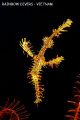 Ghost pipe fish, Whale Island, Vietnam