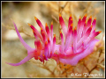 A Beautiful Colour of Red-Lined Flabellina at Nelson Bay, Australia