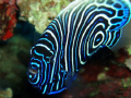 Emperor Angel Fish