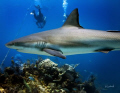 Reef shark taken at 