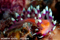 Flabellina in Nha Trang, Vietnam