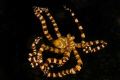Wonderpuss... Lembeh. D300-60mm