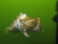 Sepia´s at the start of mating. Some seconds later and they will be right ahead each other.