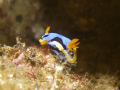 Taken in Duka Bay, Medina, Philippines, 60 ft, C7070 Olympus Camera with sea & sea strobe.