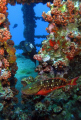 Pictures was in the WIT SHOAL WRECK in Saint Thomas