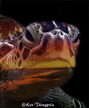 This is when a turtle from Malaysia meets the sunset in Australia.
Using Photoshop, filter distort and artistic.