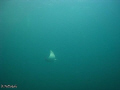 Ray in Arabian Gulf check out the divers 
canon 860 natural light