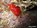 crab in Jna /night  
canon 860 
extarnal flash