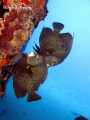 Photos taken at Fredericksted Piers in Saint Croix Canon g9 with Ikelite Hounsing with Built-in flash