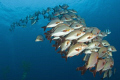 School of fish streeeetching all the way to the surface