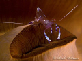 Kiss My Glass Shrimp! Shrimp on an anemone. No Crop.  G9/Ikelite DS160s/Stacked Inon UCL165 lenses.