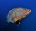 Beautiful giant grouper at the famous wreck 
