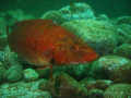 Wrasse taken with Canon A570is and Epoque 150 ds strobe, Off St Abbs
