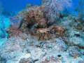 Grand Cayman North End. This was taken at a dive site calle Hepp's Pipeline.