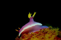 hi, nudibranch in vietnam!