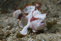 Frog Fish