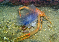 Squat lobster having a jelly supper. This image was taken in the Minch Western Isles of Scotland using an Olympus 50/60 and PT-020 Housing