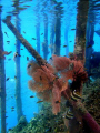 Under the jetty. Raja Ampat Kri Eco Resort