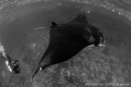 Mantaray at Bali, Nusa Penida.