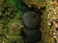 A pair of wolf fish taken of St Abbs Marine Reserve Scotland. Used a Canon A570is and epoque 150 ds Strobe.